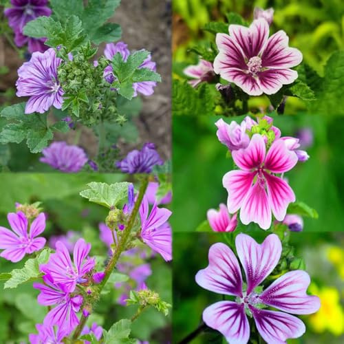 semillas de malva perenne resistente del balcón del balcon resistentes para balcones semillas jardín de interior 125pcs