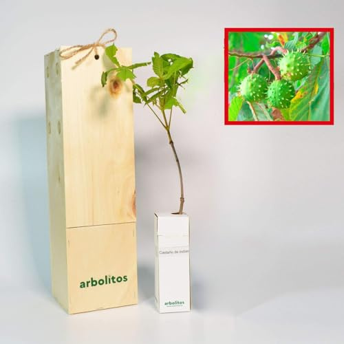 ROSSKASTANIE | Kastanienbaum | 30 cm großer Jungwuchs in einer wiederverwendbaren Holzkiste | 1 Einheit