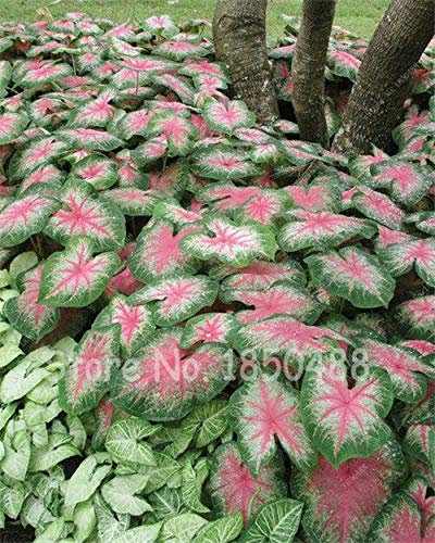 100 Pz/borsa a Begonia, Semi di Begonia Semi di Fiori Piante di Begonia in Vaso Coperte Per Giardino Balcone Semi di Coleus