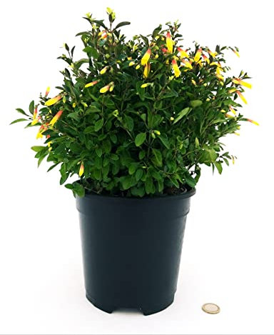 JACOBINIA PAUCIFLORA, GINESTRA BRASILIANA, VASO 16CM DIAMETRO, pianta vera