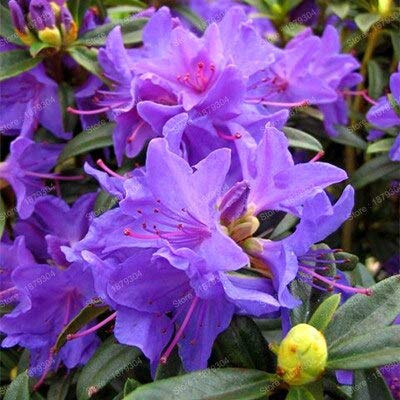 Graines De Fleurs De Rhododendron Fraîches Pour Planter De La Lavande Ensemble De 100 Pièces