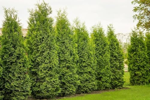 50 Thuja Brabant 80-120cm XXL ohne Topf gemessen | Immergrüne Heckenpflanze schnellwachsend | Sichtschutz Lebensbaum winterhart | sofort pflanzbar