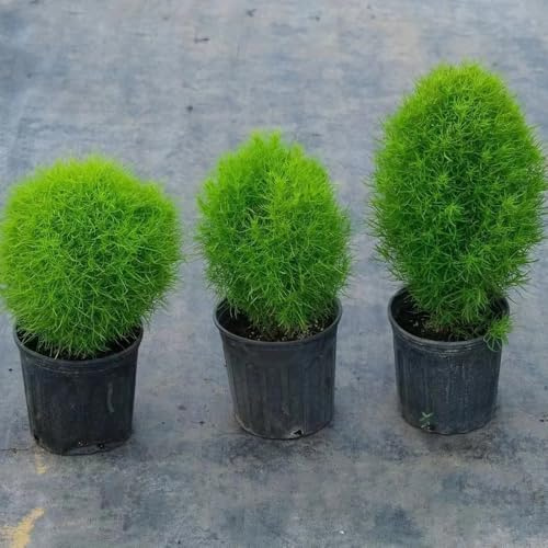 semi di kochia scoparia da balcone resistenti cipresso estivo per esterno all'inverno sempreverdi resistenti decorazione, 600pcs
