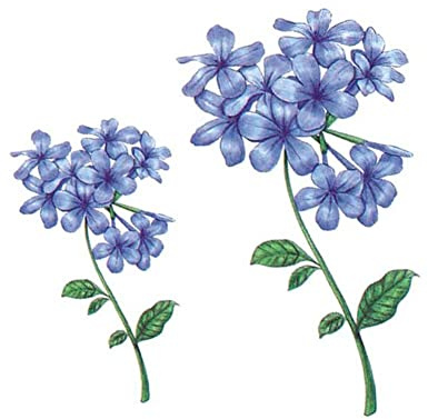 Pinze per la sigillatura dei profumi, tatuaggi temporanei, 5 fogli adesivi for tatuaggi temporanei ortensia blu impermeabili piante realistiche fiori tatuaggio finto body art kit tatuaggio
