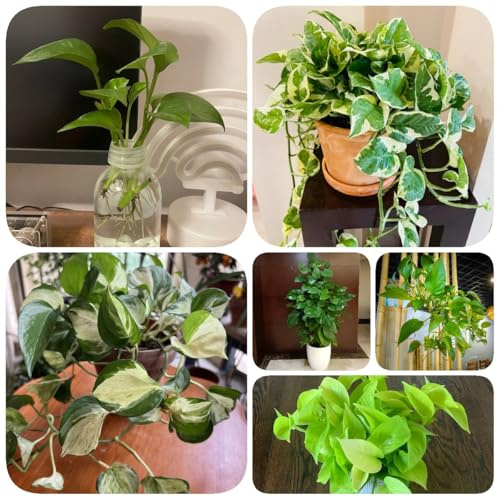 500 pz Semi pendenti di piante di edera - Piante in vaso resistenti, piante rampicanti a crescita rapida Epipremnum aureum - vasi per piante purificatori d'aria per piante da appartamento