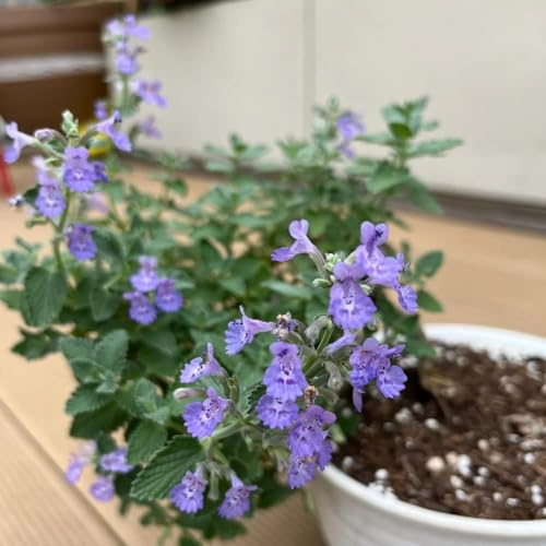 550samen katzenminze bio - dachbegrünung dekopflanzen wildblumensamen gartenkräuter garten wildkräuter winterharte stauden, balkonpflanzen winterhart, bio