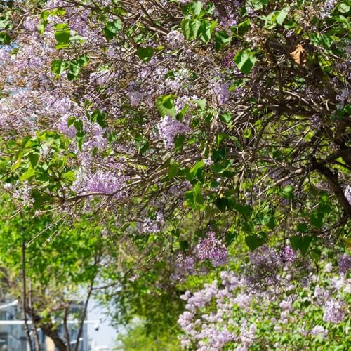 semi resistenti lilla - giardino perenni balcone 300pcs