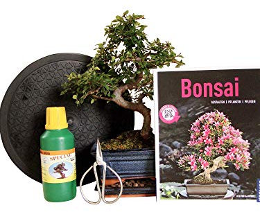 Anfänger Bonsai-Set Ulme - 6 teilig - ca. 30cm hoher Ulmen-Bonsai, 1 Schere, 1 Untersetzer, 1 Arbeitsdrehteller, 1 Flasche Dünger, 1 Bonsaibuch