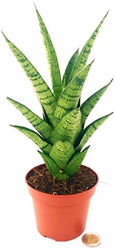 POWERS TO FLOWERS - SANSEVERIA STAR LOVE, VASO 10, piante vere