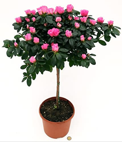 POWERS TO FLOWERS - AZALEA ALBERELLO ROSA INTENSO, VASO 18CM, ALTEZZA 100CM, pianta vera
