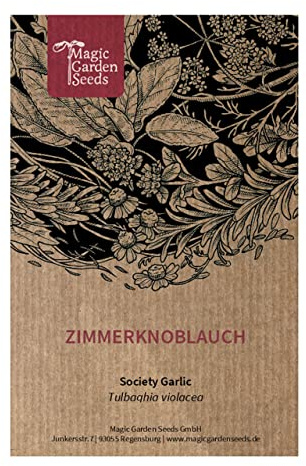 Tulbaghia (Tulbaghia violacea) aprox. 20 semillas de hierba culinaria exótica planta ornamental de interior