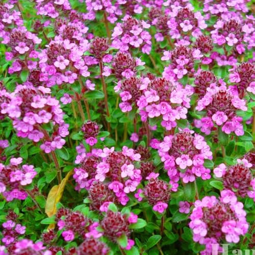 Trailin Thyme Purple Creeping 2000 Seeds + Plant tag + Freebie - Thymus Serpyllum
