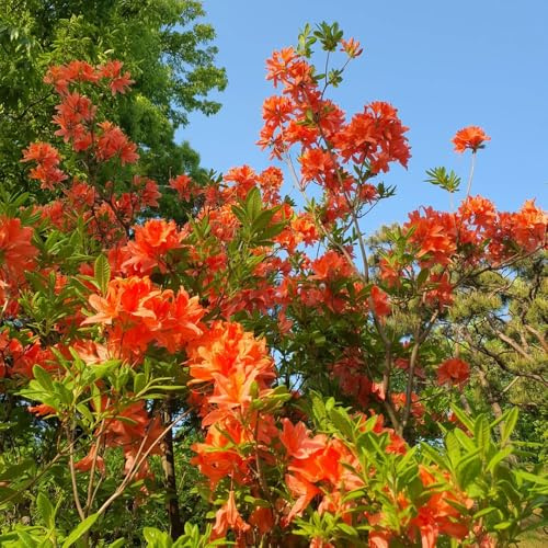 azalee winterhart - garten rhododendron alte sorten stauden mehrjährig 350samen