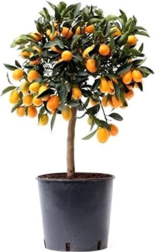 DECOALIVE Árbol Frutal Kumquat Naranjo Eo Citrus Fortunella Margarita