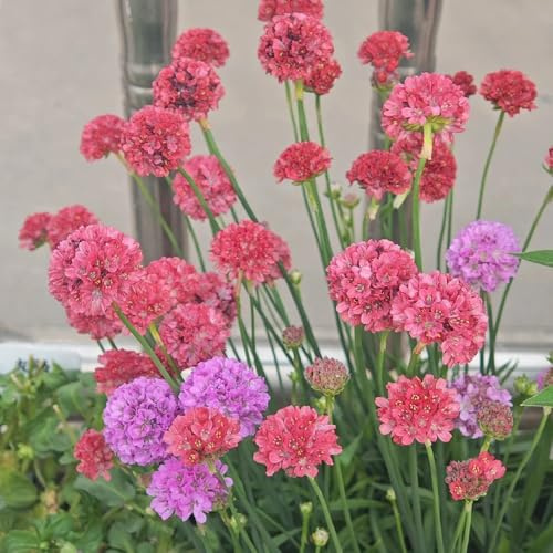 grasnelke für sonnige plätze grasnelkesamen balkon seltene, wohnzimmer deko balkon 400pcs