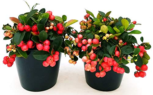 POWERS TO FLOWERS -GAULTHERIA 2 PIANTE, Piante Vere