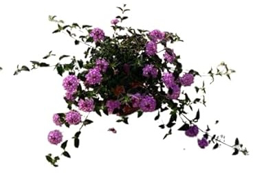 Lantana Rastrera Natural Planta para Suelos Desnudos - Transforma tu Jardín en un Paraíso Floral