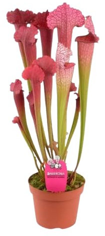 Sarracenia Natural Planta Antimosquitos Carnívora para Jardines