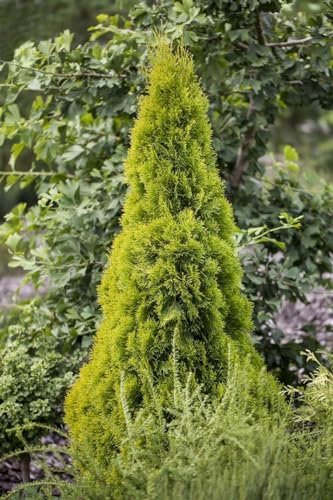 Thuja occidentalis 'Golden Smaragd' 60-80 cm - Lebensbaum, goldgelbes Laub, ideal als Hecke, winterhart, pflegeleicht, immergrün