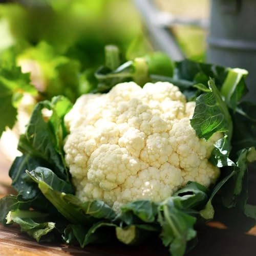 Cauliflower Snowball X - 400 Seeds + Plant tag + Freebie Cauliflower Snowball