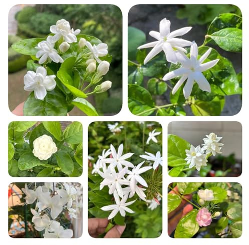 100 piezas semillas de plantas de jazmín, regalos inusuales jardín flores perenne resistente Semillas de jazmín, Jasminum Sambac, pequeños regalos plantas en macetas resistentes al