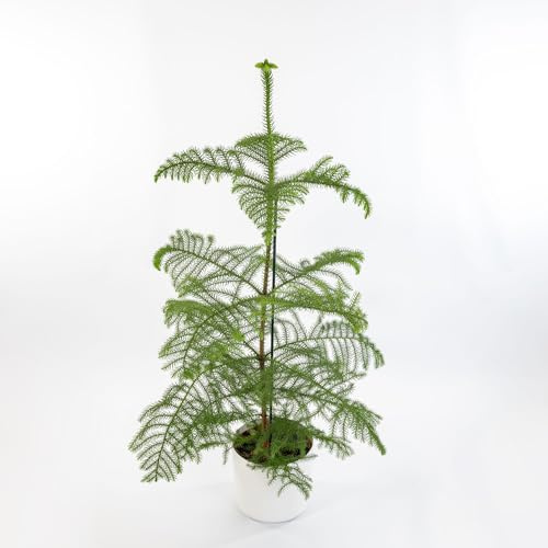 Vivai le Georgiche - Pianta vera di Araucaria heterophylla - altezza alla vendita 30-40 cm