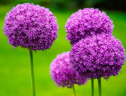 10 Purple Rain Allium Bulbs to Grow - Deer Resistant - Attractive Round Flower Blooms
