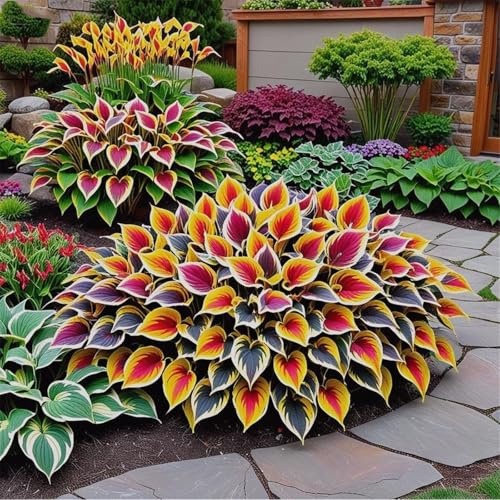 Bulbi di hosta,Radici selezionate di hosta,miste,resistenti al freddo e alla siccità,adatte per la decorazione di giardini e balconi-2 Rizoma-A