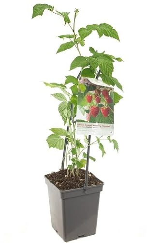 Planta de las Frambuesas Rubus Idaeus Frambueso Natural
