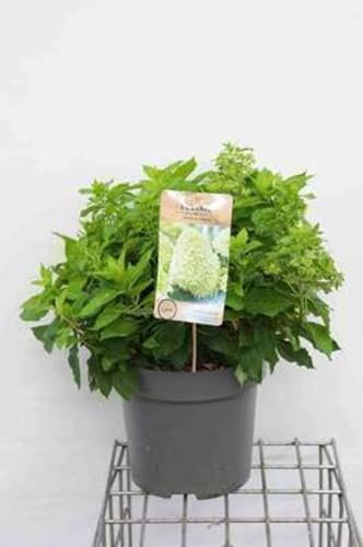 Hydrangea pan. 'Little Spooky'® - Hydrangea Paniculata 60-80 cm en pot