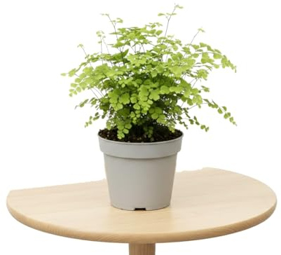 DECOALIVE Helecho Culantrillo Adiantum Raddianum Fragrans para Salón y Dormitorio | Maceta 14 cm | Altura 35 cm