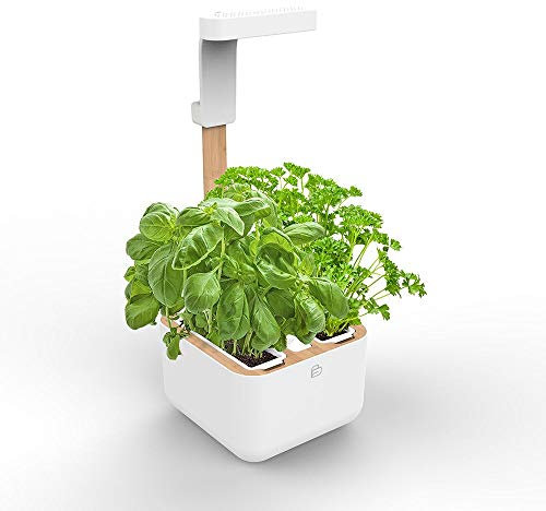 Véritable BOTANEO Eylo - Indoor-Garten - Kit mit 2 Lingot Automatisches LED-Beleuchtungs