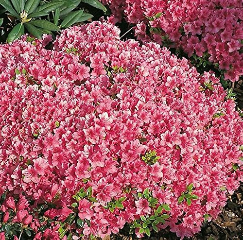Japanische Azalee Michiko 20-25cm - Rhododendron obtusum - Zwerg Alpenrose - lebende Gartenpflanze aus den Baumschulen