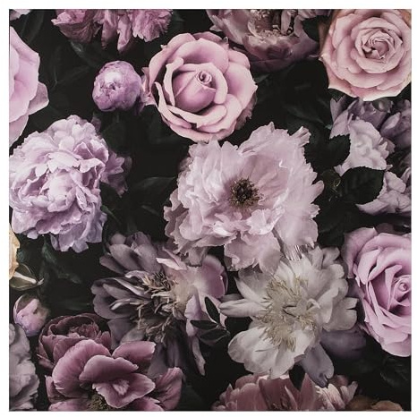 Fresco Pink Pandor Drama Floral Wallpaper | Timeless Pink Floral Wallcovering | Eco-Friendly Wallpaper