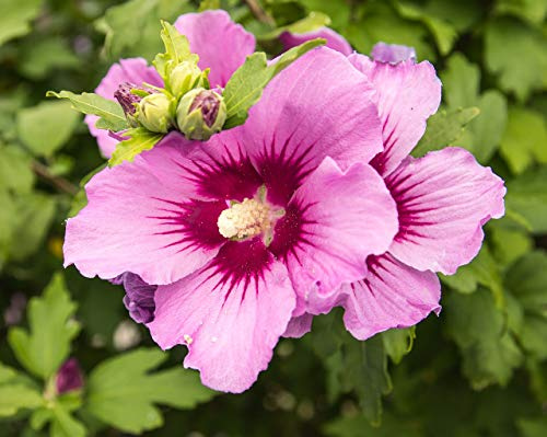Mediterrano Hibiskusdünger – Spezialdünger für kräftige Blüten & gesundes Wachstum – Düngergranulat für Garten-Hibiskus im Außenbereich – Nährstoffreich & einfach anzuwenden“ 10 kg