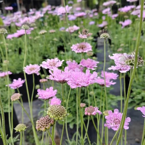 semi di scabbiosa per luoghi soleggiati semi di scabbiosa to perenni primaverile, selvatici resistenti all'esterno rare, decorazione 30pcs