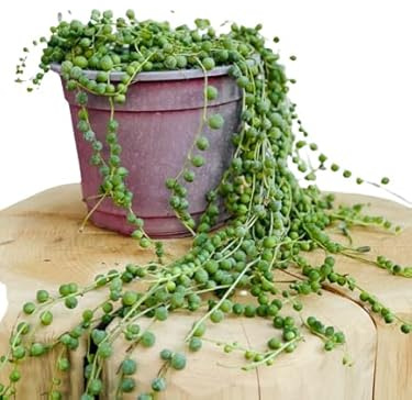Senecio Rowleyanus Planta Natural con Aspecto de Rosario - Ideal para Colgar