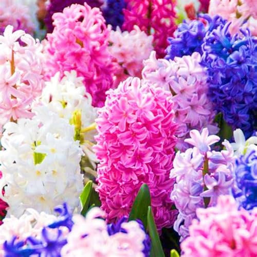 Hyacinth Bulbs UK Hyacinth Plant/Garden Flowers/Ornamental Flowers/Wedding Flowers-5bulbs-e