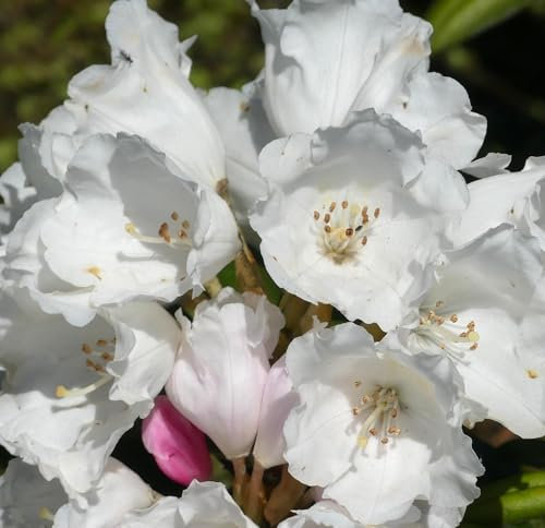 Rhododendron yakushimanum 'Edelweiß' Japanische Azalee 30-40 cm winterhart Freilandaufzucht