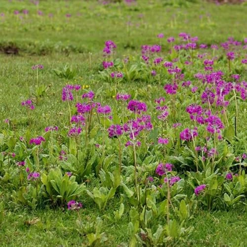 semi di primula resistenti decorativi resistenti da balcone primule selvatiche da balcone perenni decorazione giardino per esterni, tappeto to perenne 400pcs