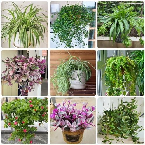 GrünlilieSamen - Grünlilie Chlorophytum comosum, zimmerbonsai stauden winterhart mehrjährig exotische zimmerpflanzen winterharte für garten 300pcs