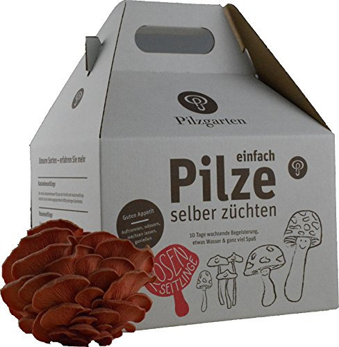 Pilzzucht-Set Rosenseitling
