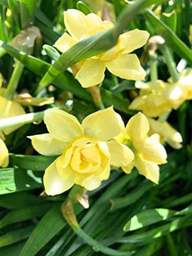 30 Bulbs of Daffodil (Yellow Cheerfulness) Includes Postage