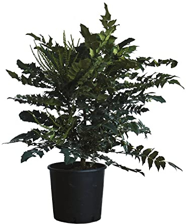 KENTIS – Mahonie x Media Charity – Winterharte Freilandpflanze – Zierpflanze Für den Garten – H 80–100 cm Ø 24 cm (Mahonia x Media Charity, Anbautopf)