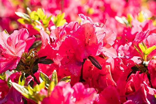 Rhododendron obt. 'Little Red' 30-40 cm - Rhododendron, rote Blüten, Blütezeit Mai-Juni, ideal für Kübel und Rabatten, winterhart und pflegeleicht