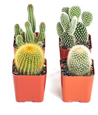 Set de 4 Cactus Variados Maceta 5cm Plantas Decorativas