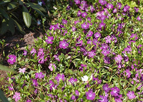Kleines Immergrün Vinca minor Rubra 25 Stück Bodendecker winterhart | 25 Stück, halbschattig bis schattig, dichter Wuchs, ideal für Böschungen und Unterpflanzung, robust und anspruchslos