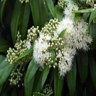 70 pièces de graines de plantes de myrte citronné