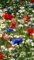 Marguerite commune 1000 + Coquelicot rouge 2000 + Centaurée 200, vivace, fleur sauvage, fleur des champs