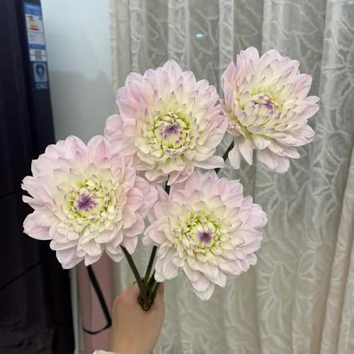 tuberi di dalia resistenti, giardino perenni 1pcs